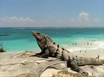 Pasión Maya Holbox